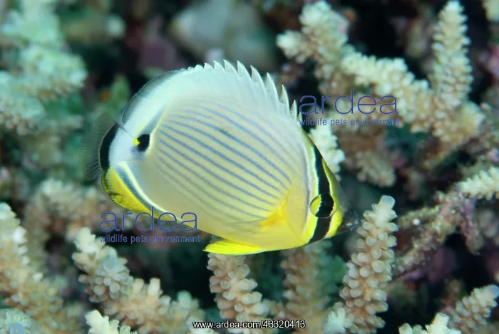 : Redfin Butterflyfish : Redfin Butterflyfish