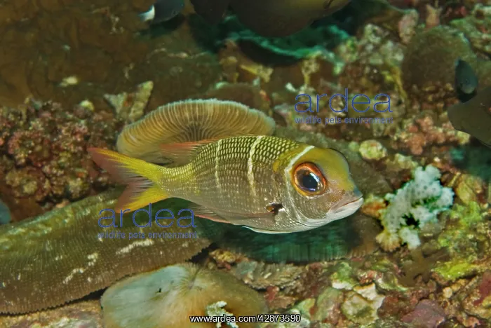 : Redfin Emperor - Rarely exceeds 30cm in length