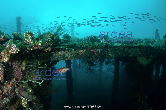 : Redfin Hogfish - with fish school and wreck in background : Redfin Hogfish - with fish school and wreck in background
