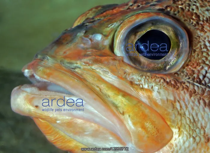 : Redfish (Sebastes marinus). North Atlantic and sub-Arctic waters east to Svalbad : Redfish (Sebastes marinus). North Atlantic and sub-Arctic waters east to Svalbad