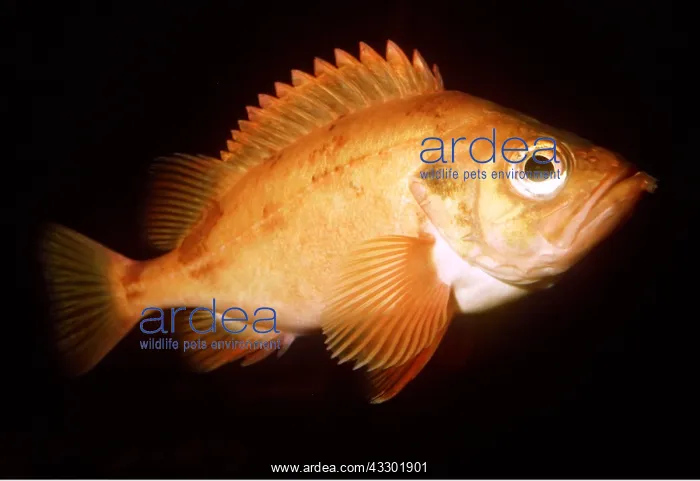 : REDFISH : REDFISH