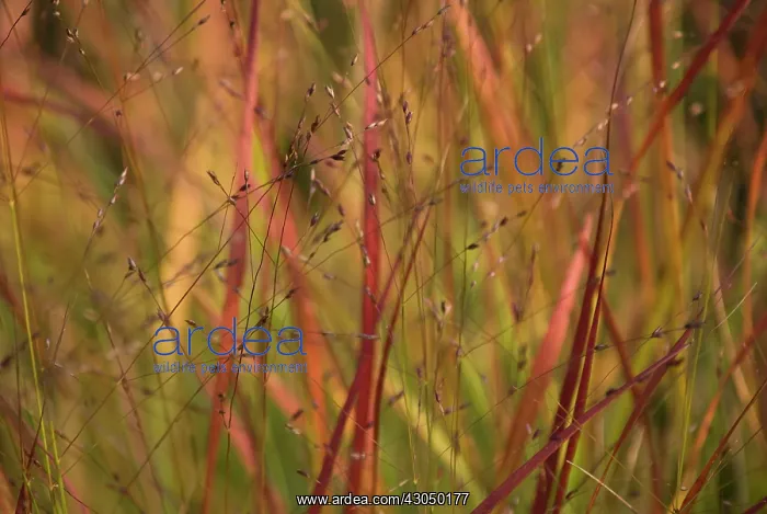 : Redgrass, Imperata cylindrica Rubra : Redgrass, Imperata cylindrica Rubra
