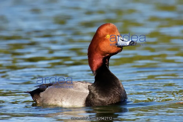  : Redhead (Aythya americana). USA