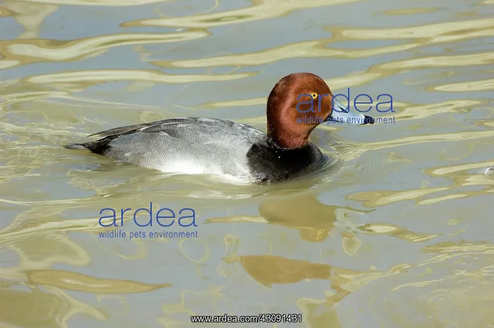: Redhead. Male Redhead (Aythya americana). Photographed in Scotland Neck, NC : Redhead. Male Redhead (Aythya americana). Photographed in Scotland Neck, NC