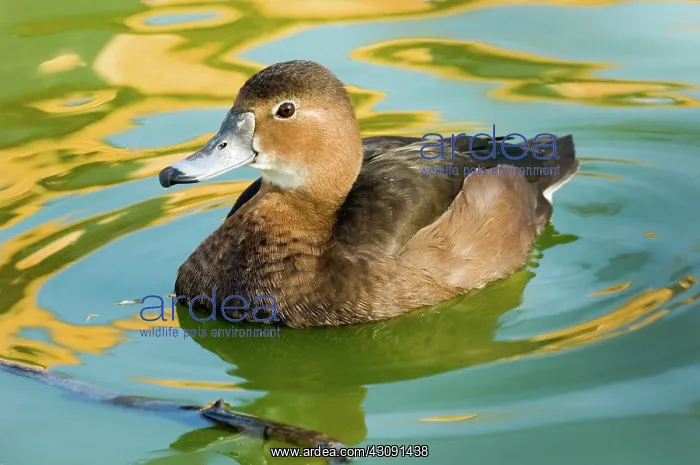 : Redhead. Female Redhead (Aythya americana). Photographed in Scotland Neck, NC : Redhead. Female Redhead (Aythya americana). Photographed in Scotland Neck, NC