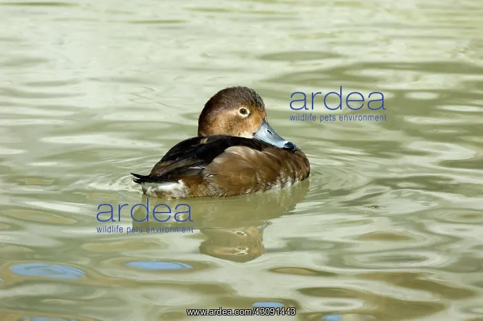 : Redhead. Female Redhead (Aythya americana). Photographed in Scotland Neck, NC : Redhead. Female Redhead (Aythya americana). Photographed in Scotland Neck, NC