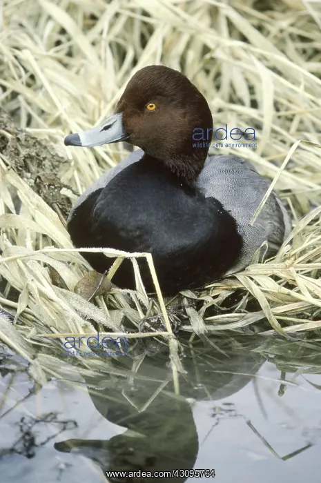 : Redhead (Aythya americana), Ohio : Redhead (Aythya americana), Ohio