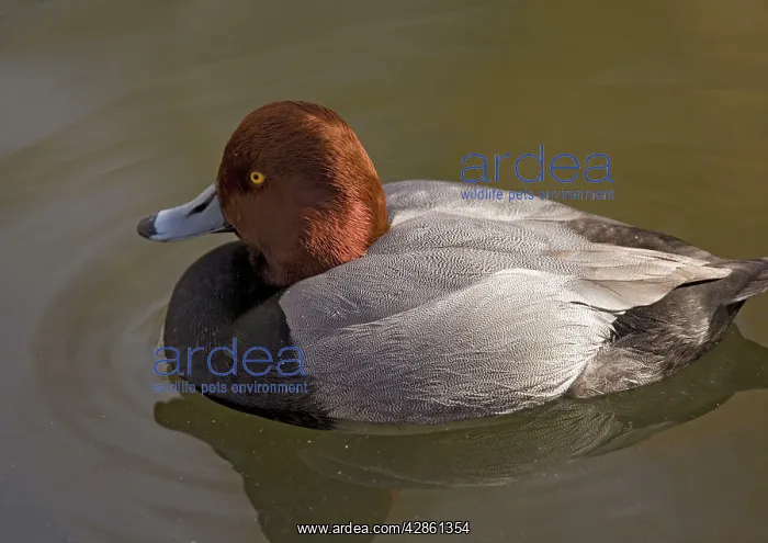 : Redhead / American Pochard Duck : Redhead / American Pochard Duck