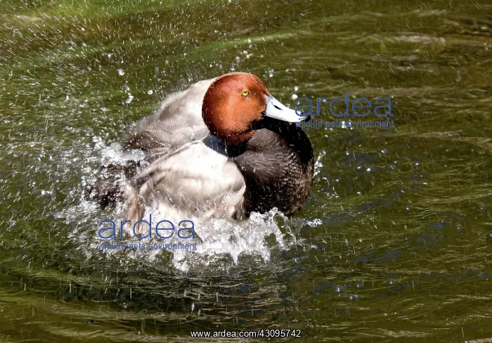 : Redhead (Aythya americana) : Redhead (Aythya americana)