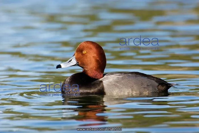  : Redhead Duck