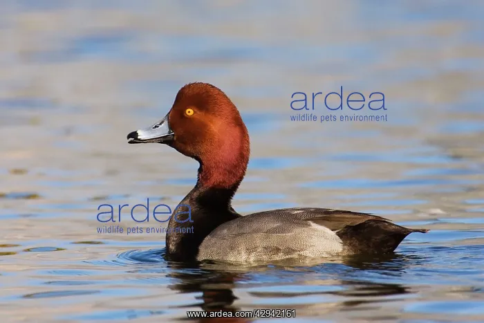  : Redhead Duck