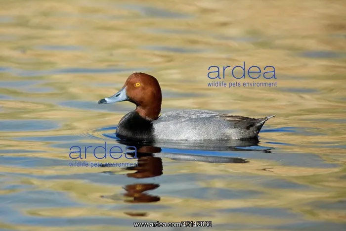 : Redhead Duck (A. americana) male : Redhead Duck (A. americana) male