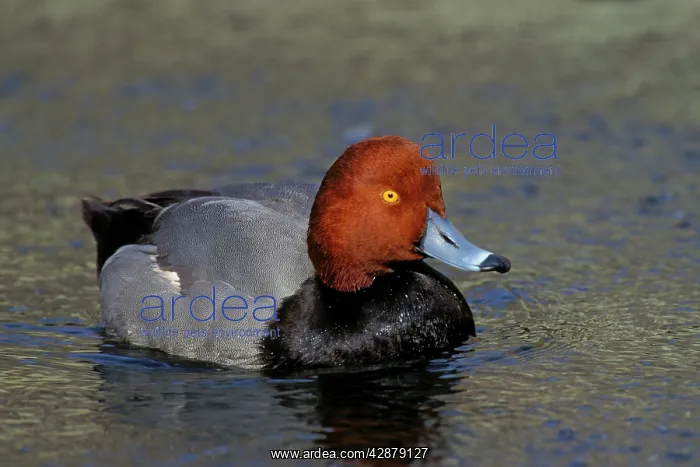 : Redhead duck - Male : Redhead duck - Male