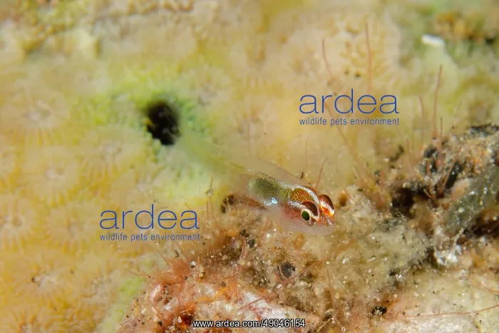 : Redhead Dwarfgoby by hole in coral : Redhead Dwarfgoby by hole in coral
