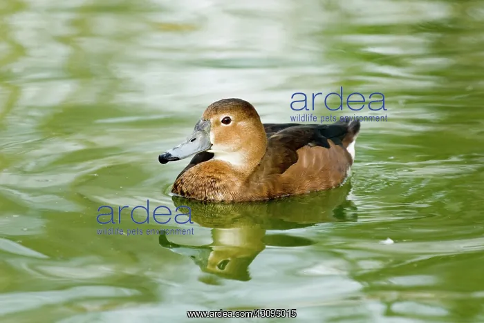 : Redhead female : Redhead female