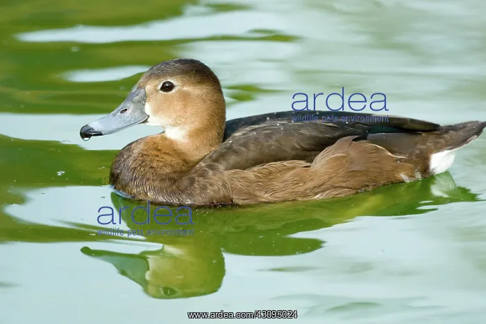 : Redhead female : Redhead female
