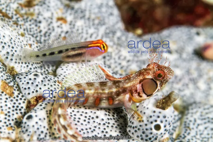 : Redhead Goby - Browncheek Blenny : Redhead Goby - Browncheek Blenny