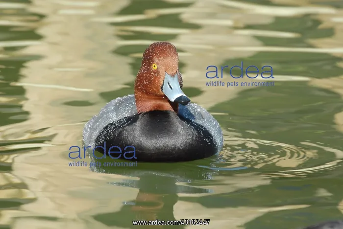 : Redhead Male : Redhead Male