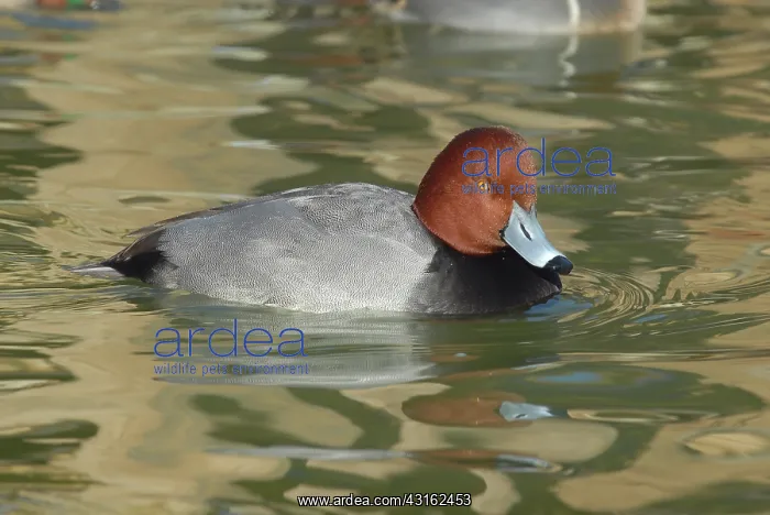 : Redhead Male : Redhead Male