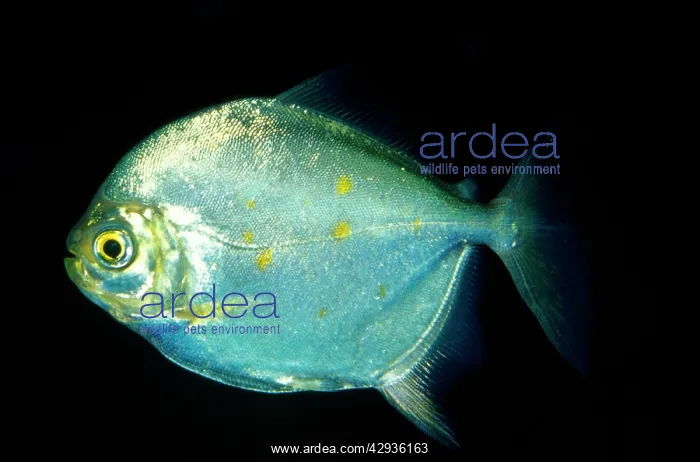 : Redhook / SILVER DOLLAR Fish : Redhook / SILVER DOLLAR Fish