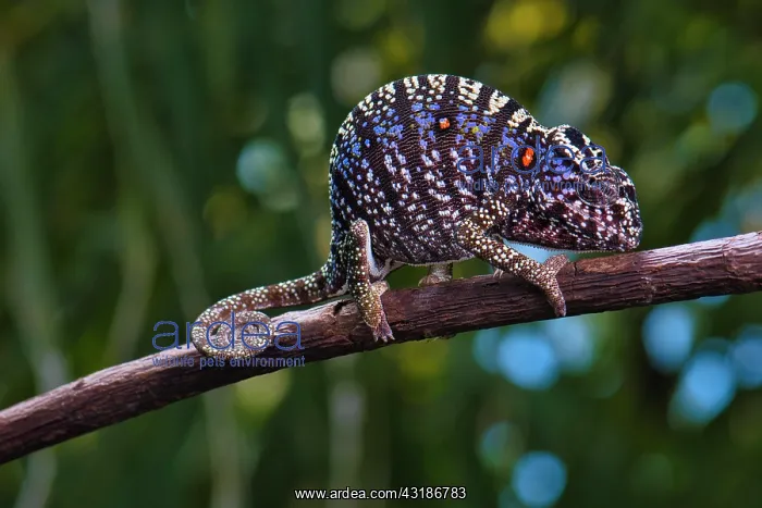 : Rediscovered chameleon species after more than 100 : Rediscovered chameleon species after more than 100