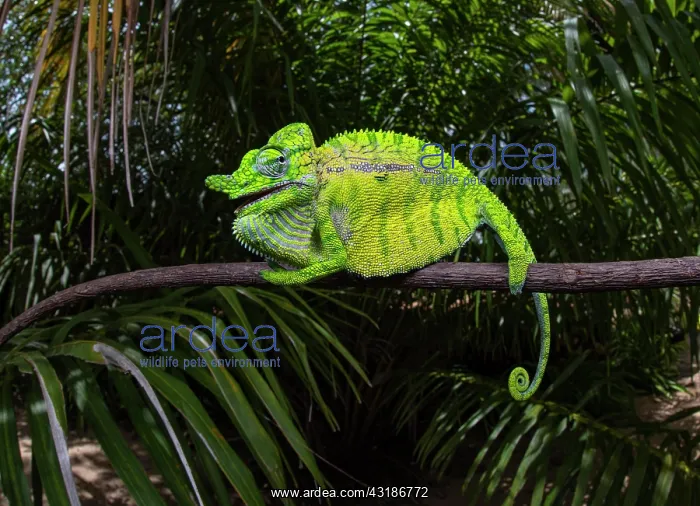: Rediscovered chameleon species, after more than : Rediscovered chameleon species, after more than