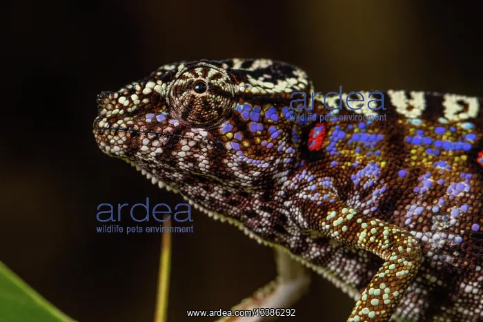 : Rediscovered female voeltzkow's chameleon (Furcifer : Rediscovered female voeltzkow's chameleon (Furcifer