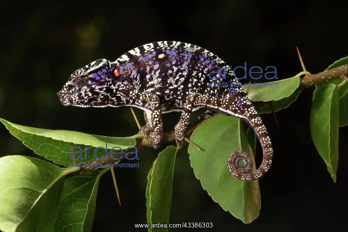 : Rediscovered female voeltzkow's chameleon (Furcifer : Rediscovered female voeltzkow's chameleon (Furcifer