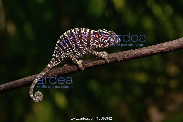 : Rediscovered female voeltzkow's chameleon (Furcifer : Rediscovered female voeltzkow's chameleon (Furcifer