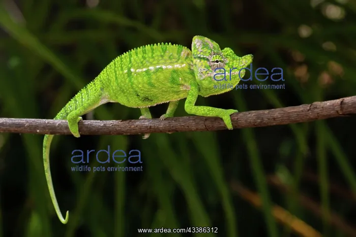 : Rediscovered male voeltzkow's chameleon (Furcifer : Rediscovered male voeltzkow's chameleon (Furcifer