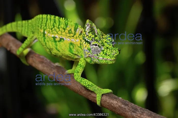 : Rediscovered male voeltzkow's chameleon (Furcifer : Rediscovered male voeltzkow's chameleon (Furcifer