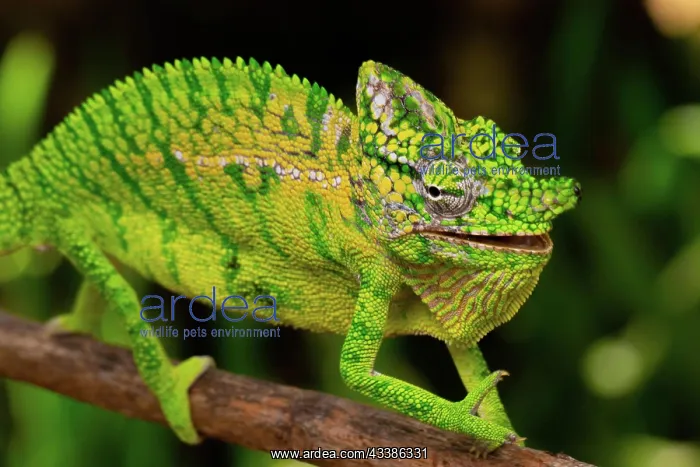: Rediscovered male voeltzkow's chameleon (Furcifer : Rediscovered male voeltzkow's chameleon (Furcifer