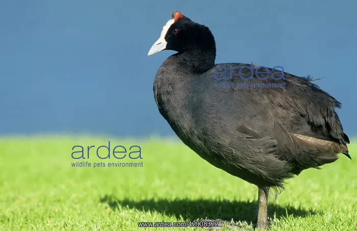  : Redknobbed COOT