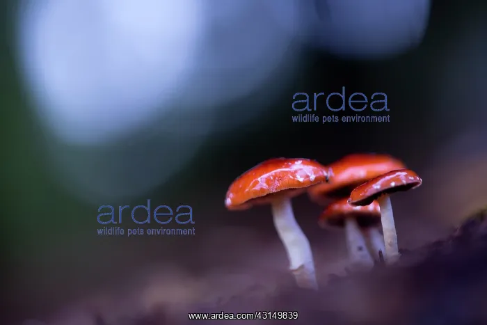 : Redlead Roundhead : Redlead Roundhead