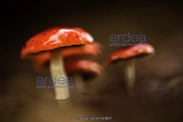 : Redlead Roundhead : Redlead Roundhead