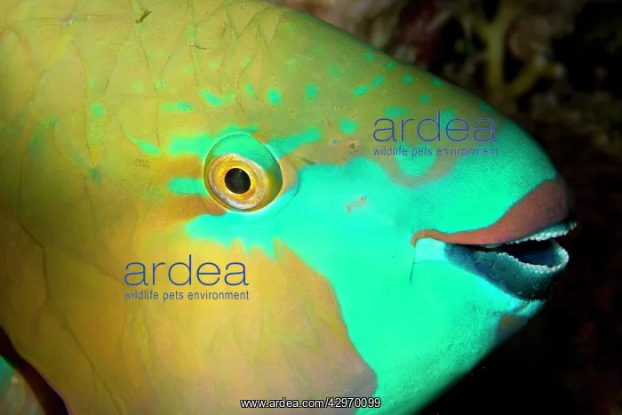 : Redlip Parrotfish - close-up : Redlip Parrotfish - close-up