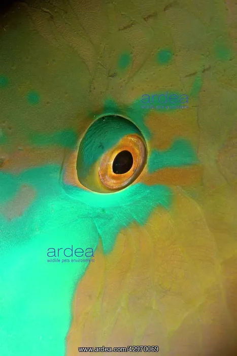 : Redlip Parrotfish - close-up of eye : Redlip Parrotfish - close-up of eye