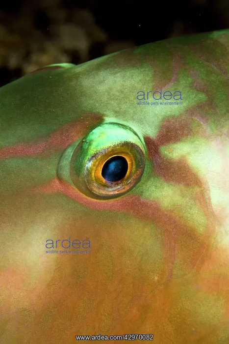: Redlip Parrotfish - close-up of eye : Redlip Parrotfish - close-up of eye