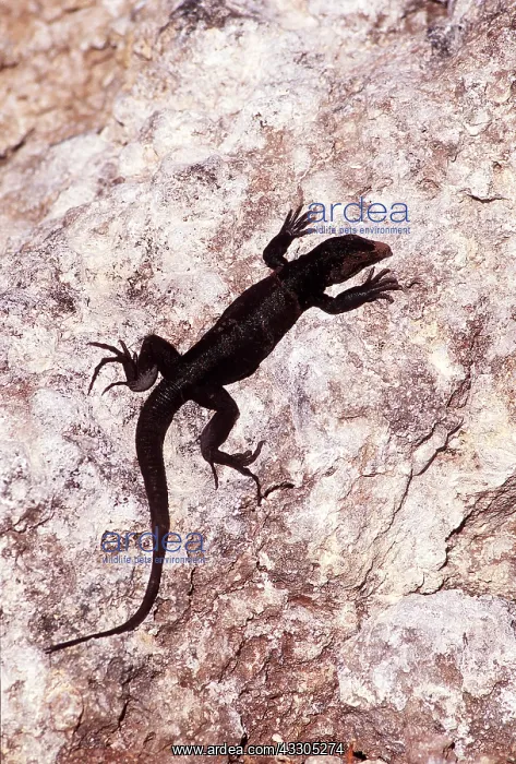  : REDONDA GROUND LIZARD - ON ROCK