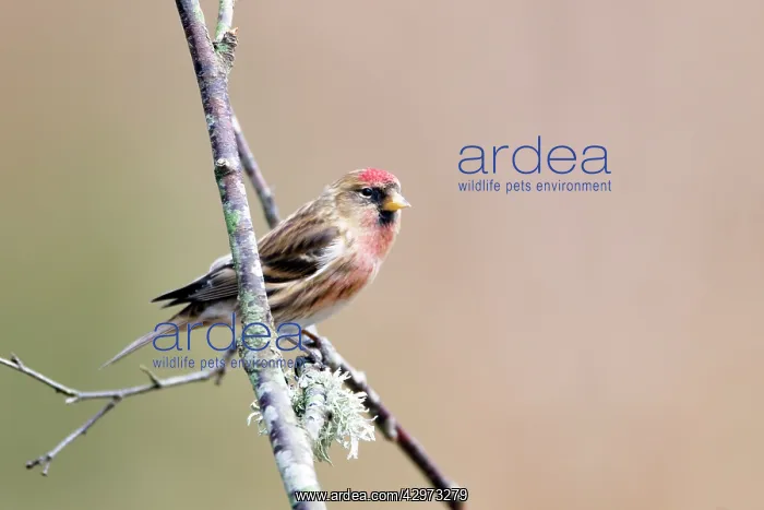 : Redpoll (Acanthis flammea). New Forest National Park - Hampshire - UK : Redpoll (Acanthis flammea). New Forest National Park - Hampshire - UK