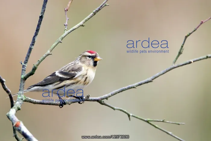 : Redpoll (Acanthis flammea). New Forest National Park - Hampshire - UK : Redpoll (Acanthis flammea). New Forest National Park - Hampshire - UK