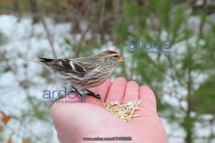 : Redpoll eating seeds out of palm : Redpoll eating seeds out of palm