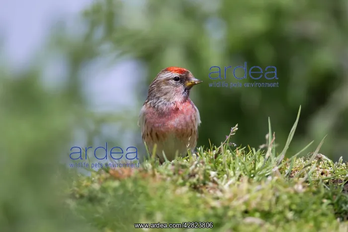 : Redpoll - male : Redpoll - male
