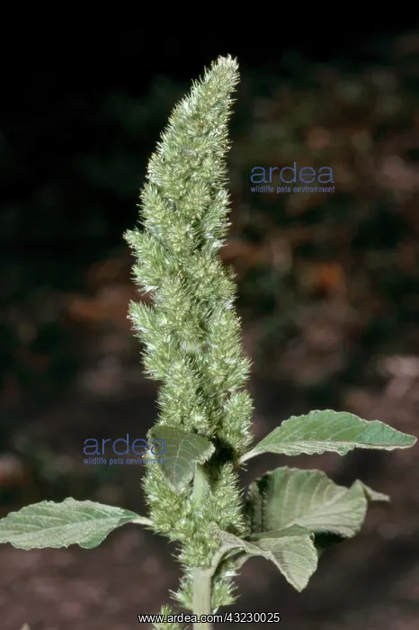 : Redroot Pigweed : Redroot Pigweed