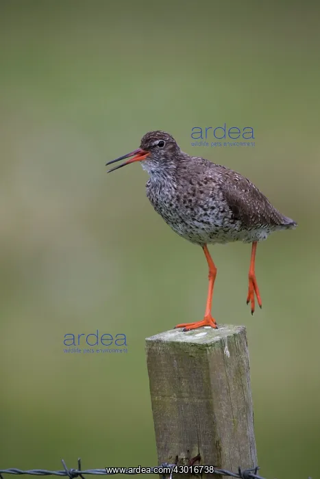 : Redshank perched on post calling. Shetland Islands, UK : Redshank perched on post calling. Shetland Islands, UK
