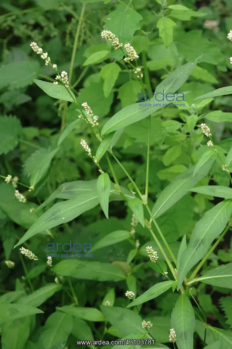 : Redshank (Polygonum persicaria) flowers and leaves of a flowering plant; : Redshank (Polygonum persicaria) flowers and leaves of a flowering plant;