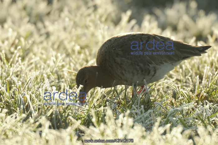  : Redshank (Tringa totanus) fouraging in frozen grass