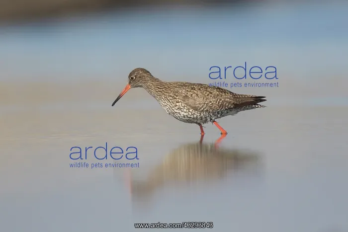: Redshank - adult bird in shallow water - Germany : Redshank - adult bird in shallow water - Germany