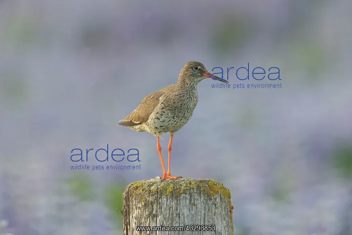 : Redshank - adult bird standing on a post - Iceland : Redshank - adult bird standing on a post - Iceland