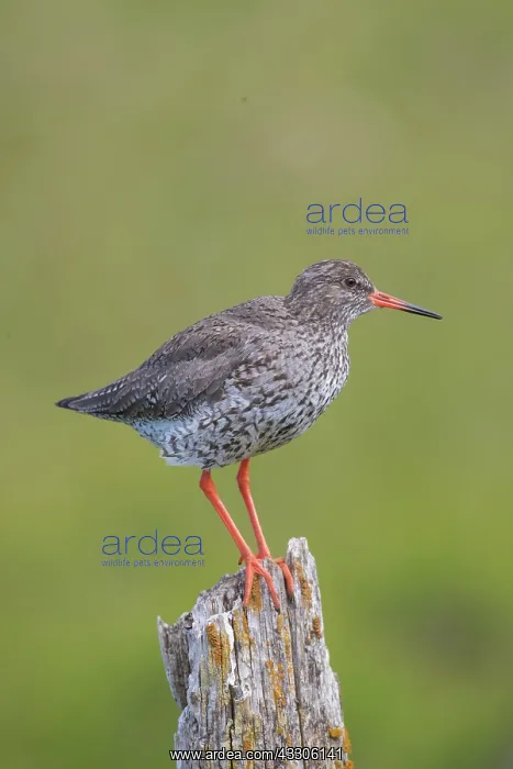 : Redshank - adult bird standing on a post - Iceland : Redshank - adult bird standing on a post - Iceland